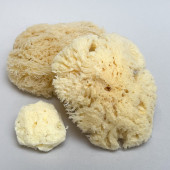 Natural Sponge